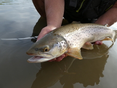 This big brown wasn’t shy about smashing a streamer in shallow.