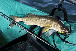 Walleye and a pontoon boat