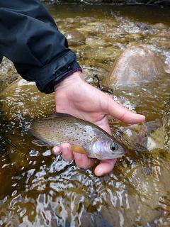 most grayling will hit it straight up with no muss or fuss.