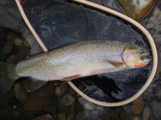 The fish are still there, get out and 
relearn the trout streams of Alberta