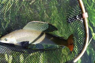 Arctic Grayling in the net