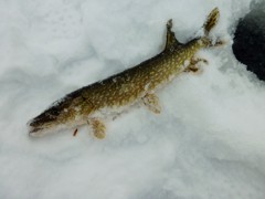 First fish: a pike.  Proof positive that we had found the lake, and there were fish in it