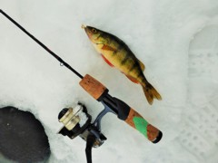 Over the course of the day we caught dozens of feisty perch