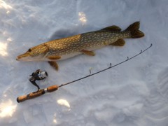 A heavy pike, and a bonus catch, as it crushed a small jig intended for perch