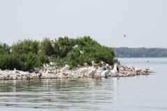 Pelican and waterbirds on Lac Ste. Anne's Alberta Rock Island