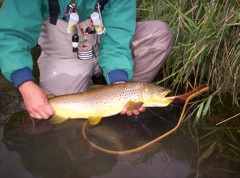 Brown trout think about spawning in the shorter days of fall