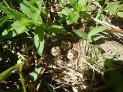 A spotted sandpiper nest found along Stauffer Creek Alberta