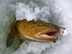 Burbot fishing Lac St Anne Alberta with jig and minnow bait