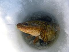 Big Burbot spawn end of February to mid March