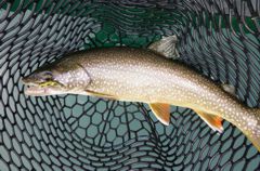 Lake trout and the flatfish that fooled him
