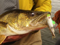 This walleye fell for a chartreuse jig and a frozen shiner