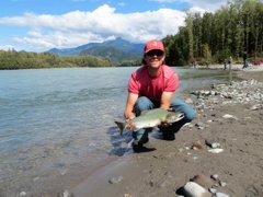 BC’s banner years for pink salmon