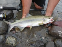 Pink Salmon run on the Squamish river