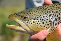 20 + Brown trout are a regular occurrence on the Bow