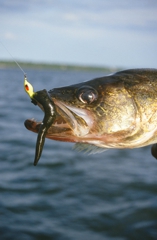 When jigging with live bait, be less aggressive than when jigging with artificials.