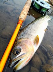 Fiberglass rods can fight and land big trout