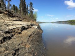 The lazy lower Athabasca River is prime goldeye habitat