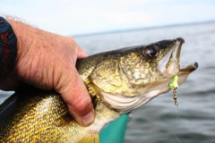 Walleye are Alberta’s most prized gamefish.