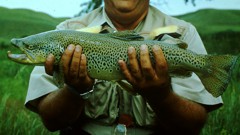 Big trout know that Hoppers are a big meal and will lose some of their wariness at Hopper time.