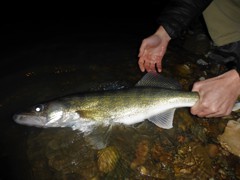 The big walleye like to come out at dark.