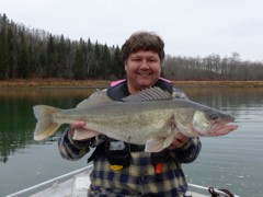 It’s not everyday you crank a walleye over 10 pounds, but in the fall this happens much more often.