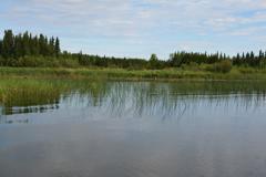 Bays with a combination of emergent and submergent vegetation proved to hold the largest pike.