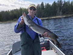 This mature hen taped 39.5 inches, falling just short of Manitoba’s Master Angler standards.