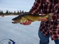 Jig and a minnow is a great way to catch walleye.