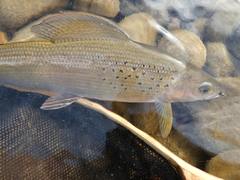 A bobber and beadhead fly is a sure fire way to catch grayling and whitefish