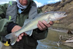 River walleye are an under-utilized Alberta angling resource.