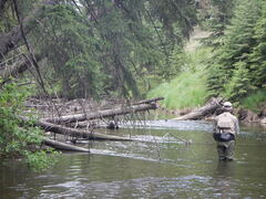 Cast thoroughly around deadfall; trout will hold wherever there’s a break from the current and a ready food supply.