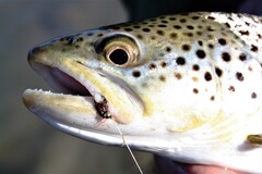 This brown trout fell for a dead-drifted bead-head nymph