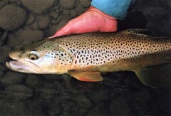 A big brownie from west-central Alberta’s Brown Trout Kingdom.