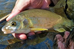 There is a healthy mountain whitefish population in the McLeod.