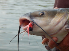 The flies we used were surprisingly small for the Red River’s notoriously voracious channel cats.