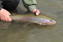 Alberta Eastern slopes rainbow trout.