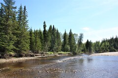 Woody debris habitat on the Freeman River.