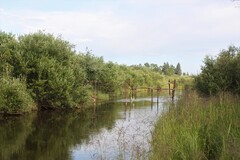 Fly-eating bank willows on Alberta's famous North Raven River spring creek.