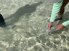 Bonefish are especially difficult to see against a white sand bottom.