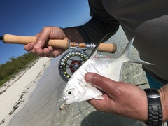 I even managed to catch a little permit, the most desirous and difficult of the flats fish to hook.