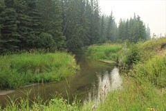 A classic hopper bank on a central Alberta brown trout stream.