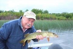 Hammer handle pike are aggressive feeders