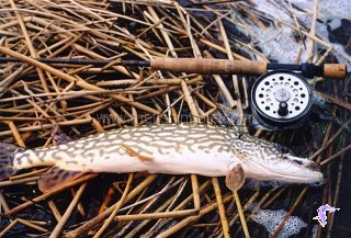 An 8-weight rod with attifude is preferred for muscling spring pike.