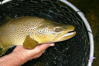 A Red Deer River super-sized brown trout.